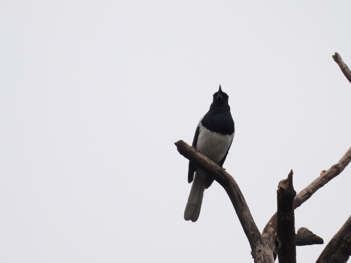 Oriental Magpie-Robin - ML620242787