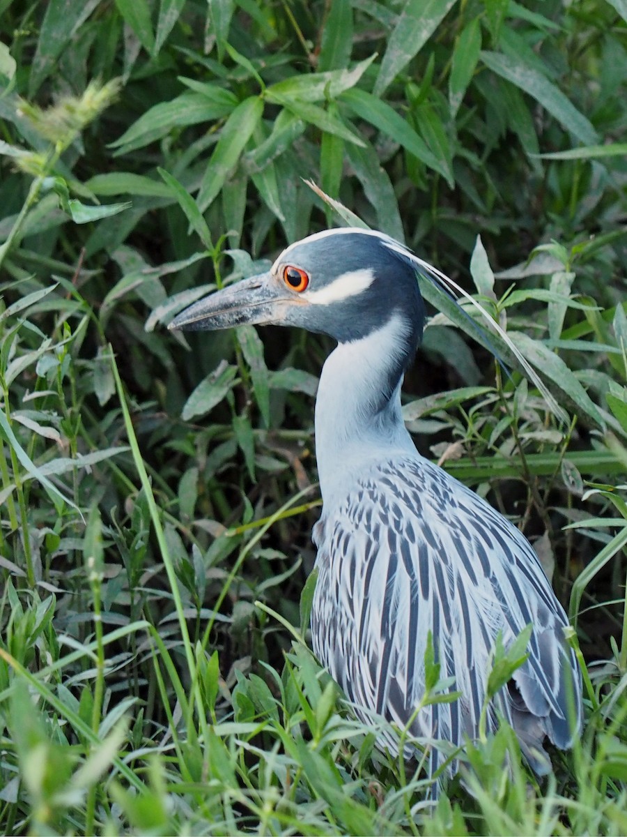 Yellow-crowned Night Heron - ML620242788