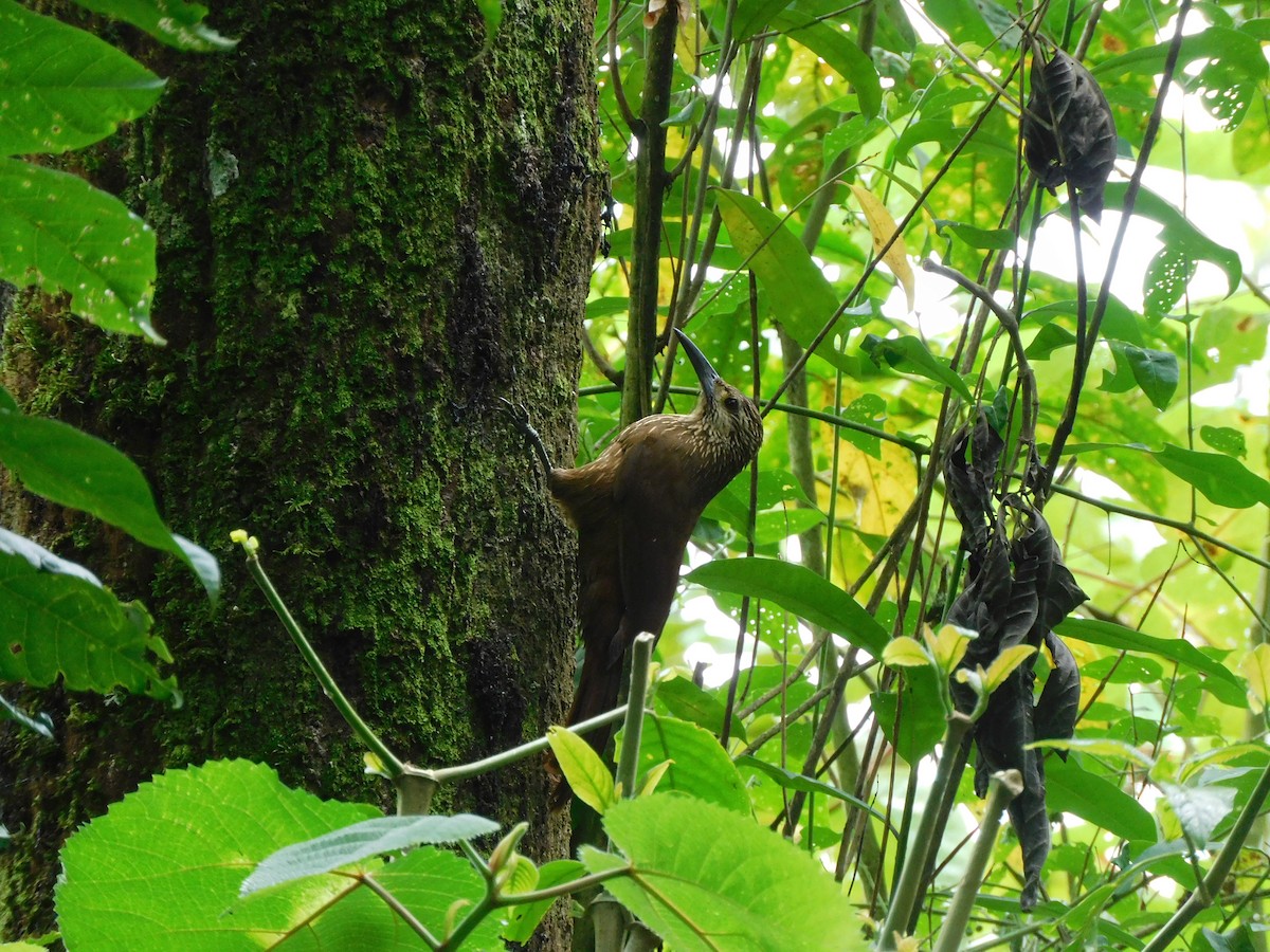 Strong-billed Woodcreeper - ML620242789