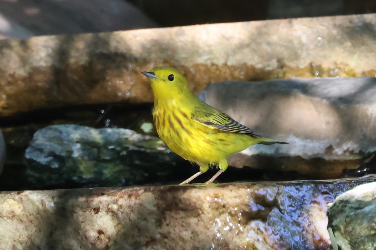 Yellow Warbler - ML620242796