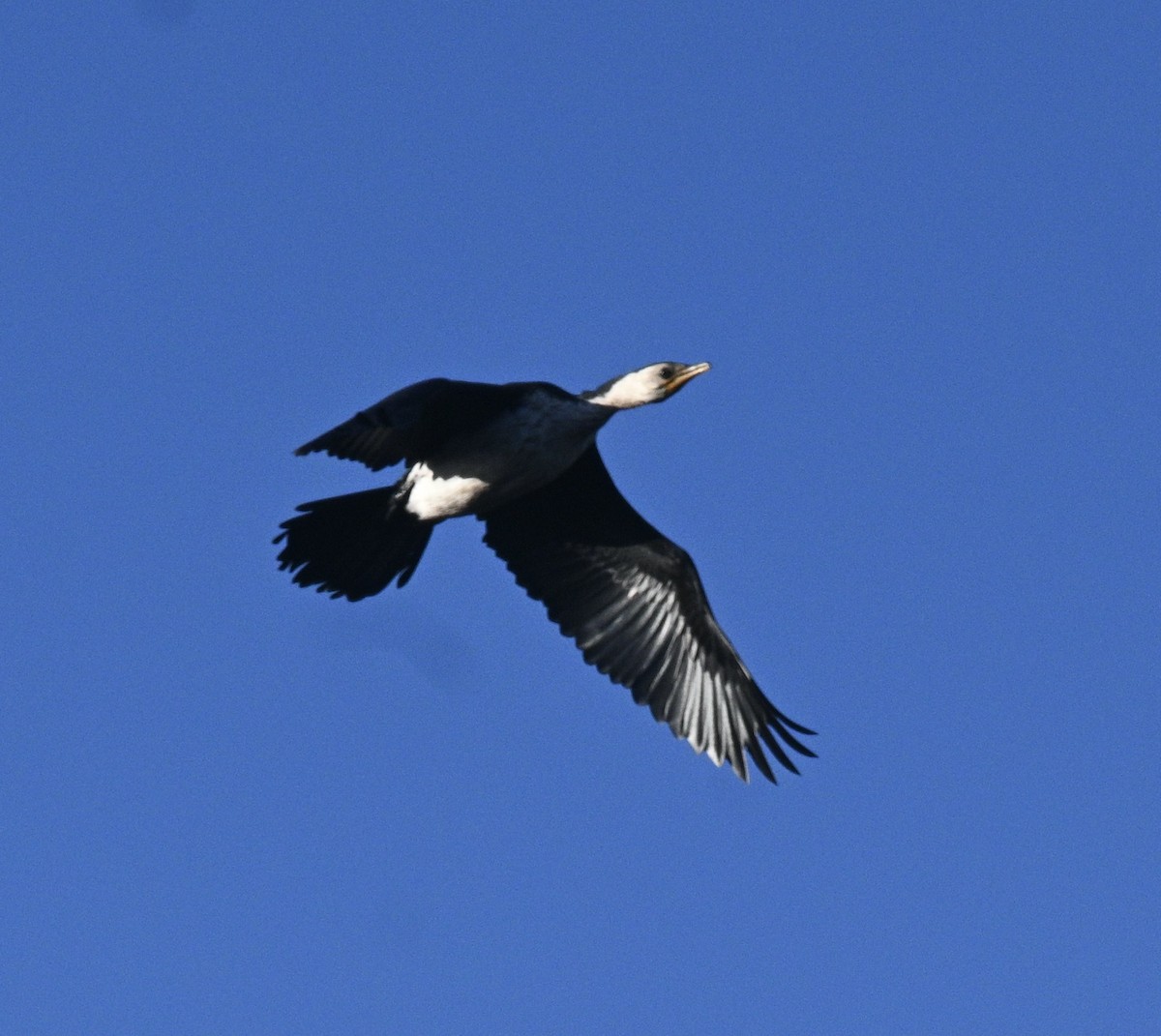 Little Pied Cormorant - ML620242802