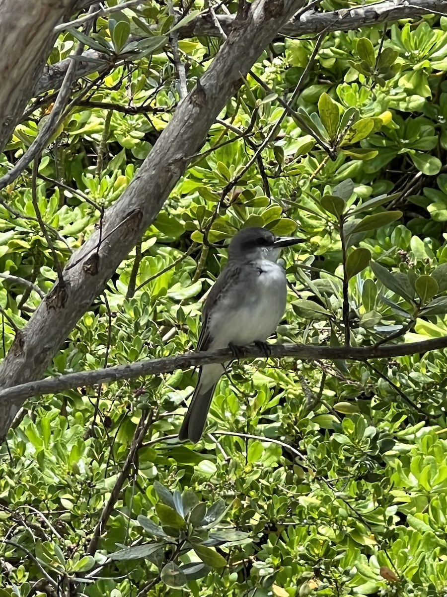 Gray Kingbird - ML620242815