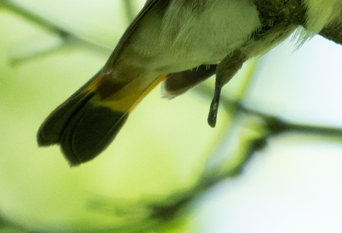 American Redstart - ML620242817