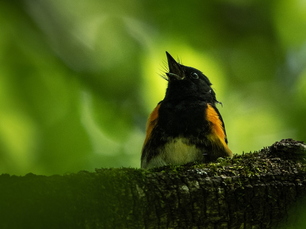 American Redstart - ML620242818