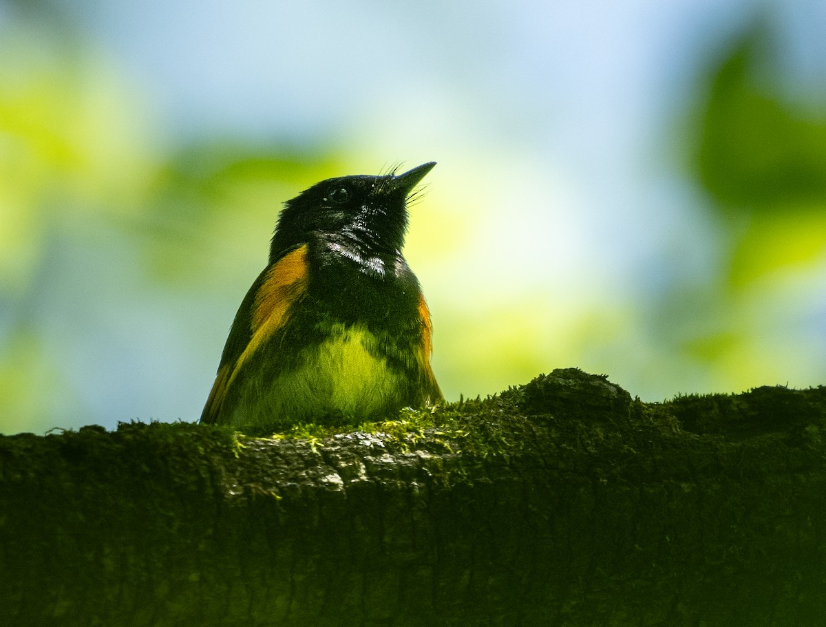 American Redstart - ML620242819