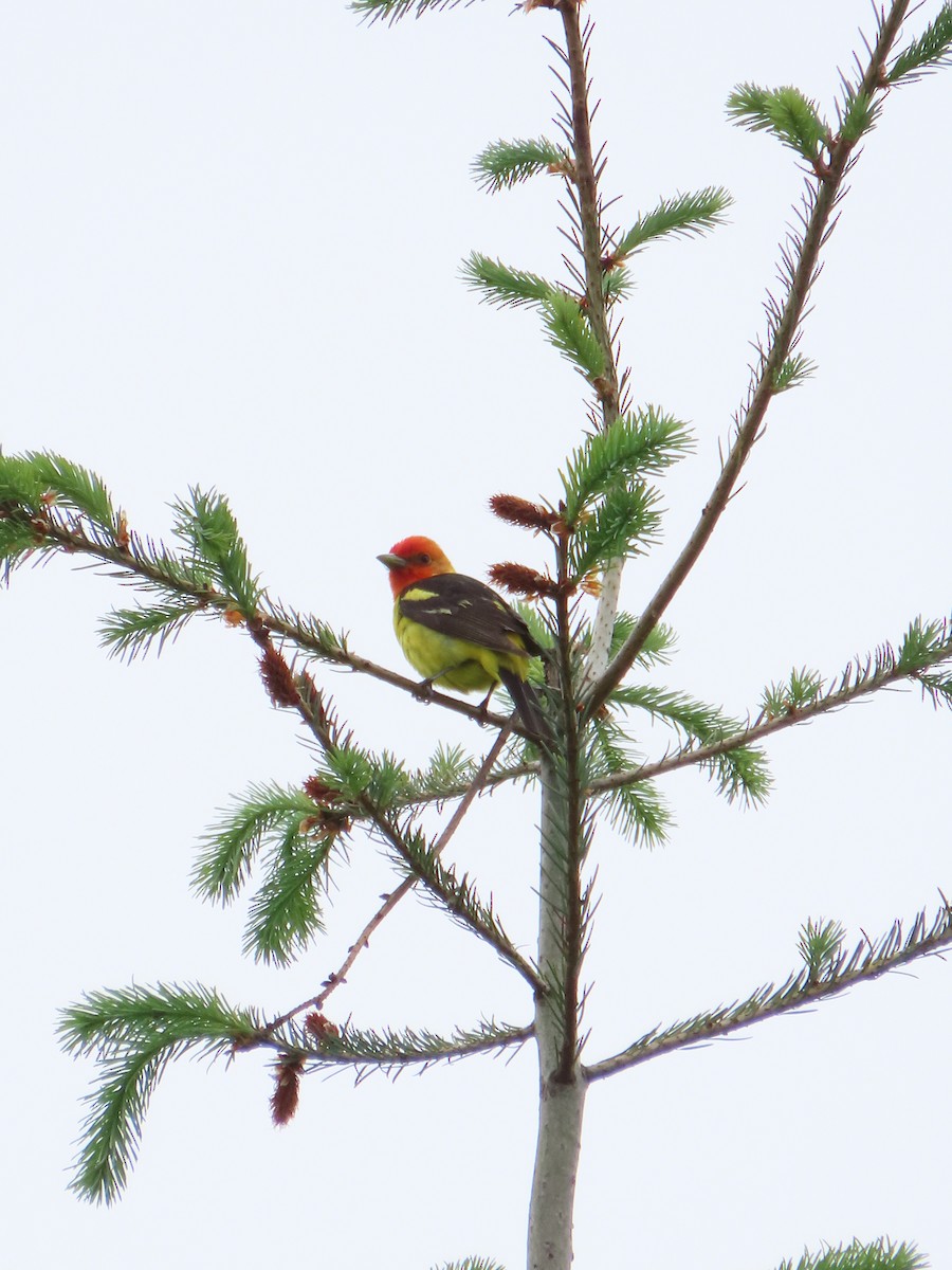 Western Tanager - ML620242820