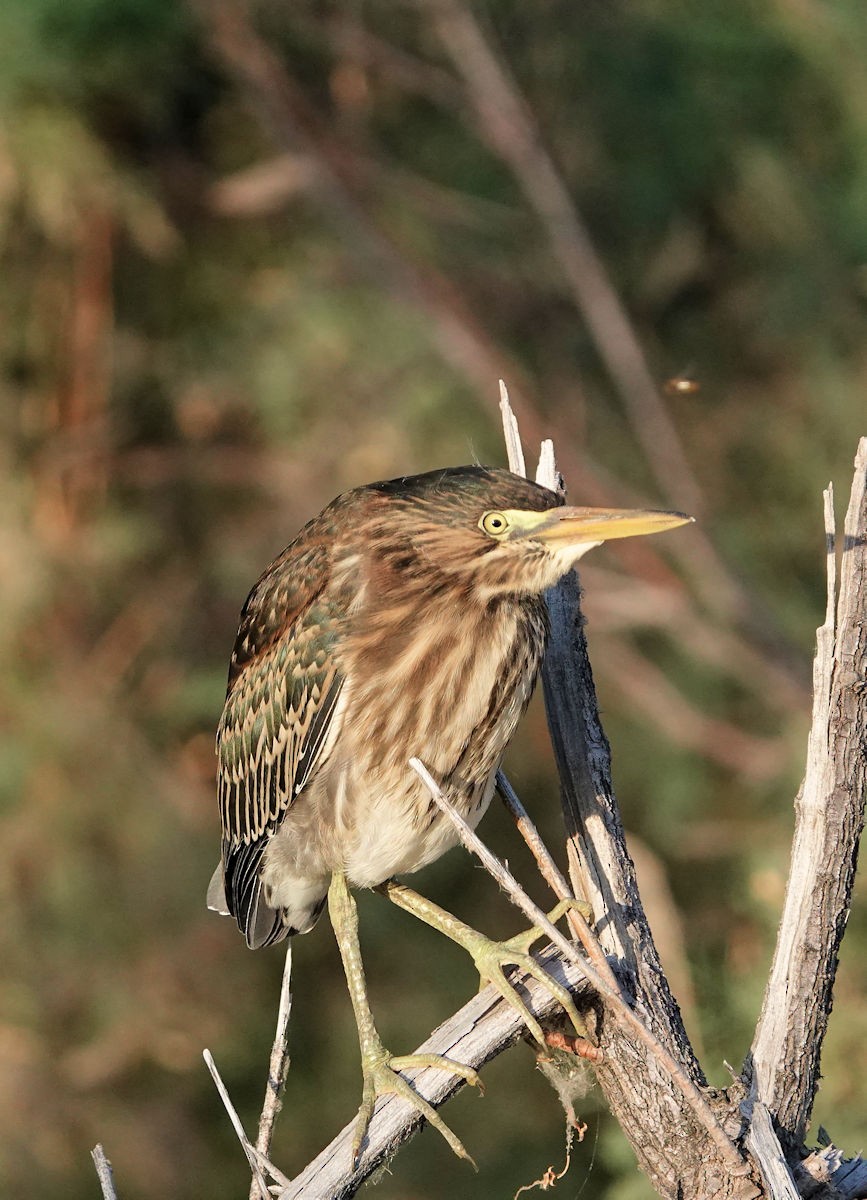 Green Heron - ML620242830