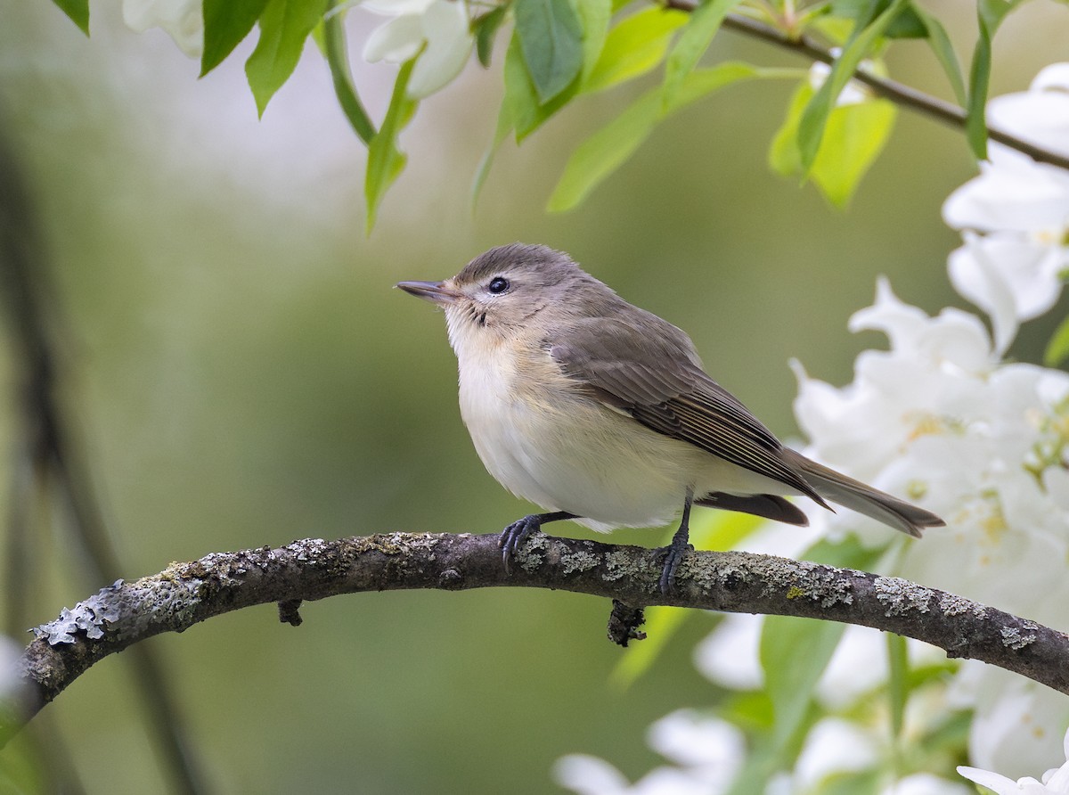 Warbling Vireo - ML620242841