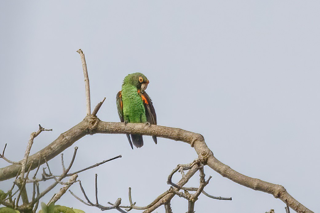 ズアカハネナガインコ - ML620242842