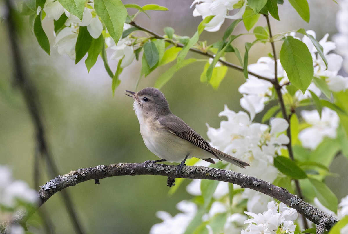 Warbling Vireo - ML620242843