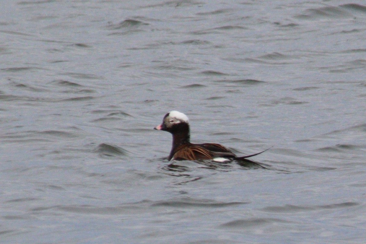 Long-tailed Duck - ML620242847
