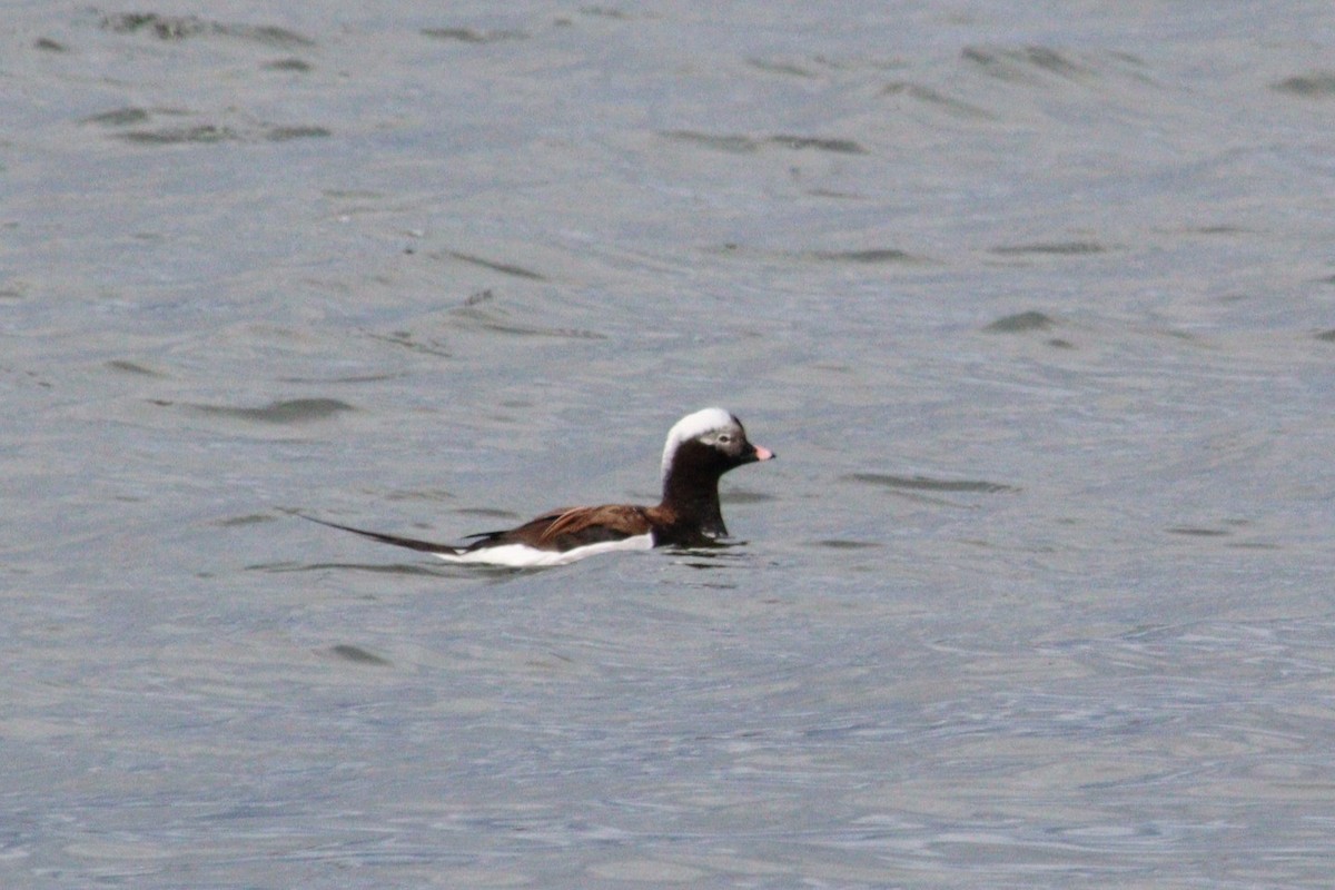 Long-tailed Duck - ML620242848
