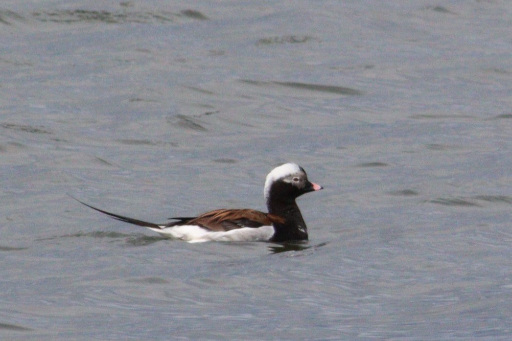 Long-tailed Duck - ML620242849