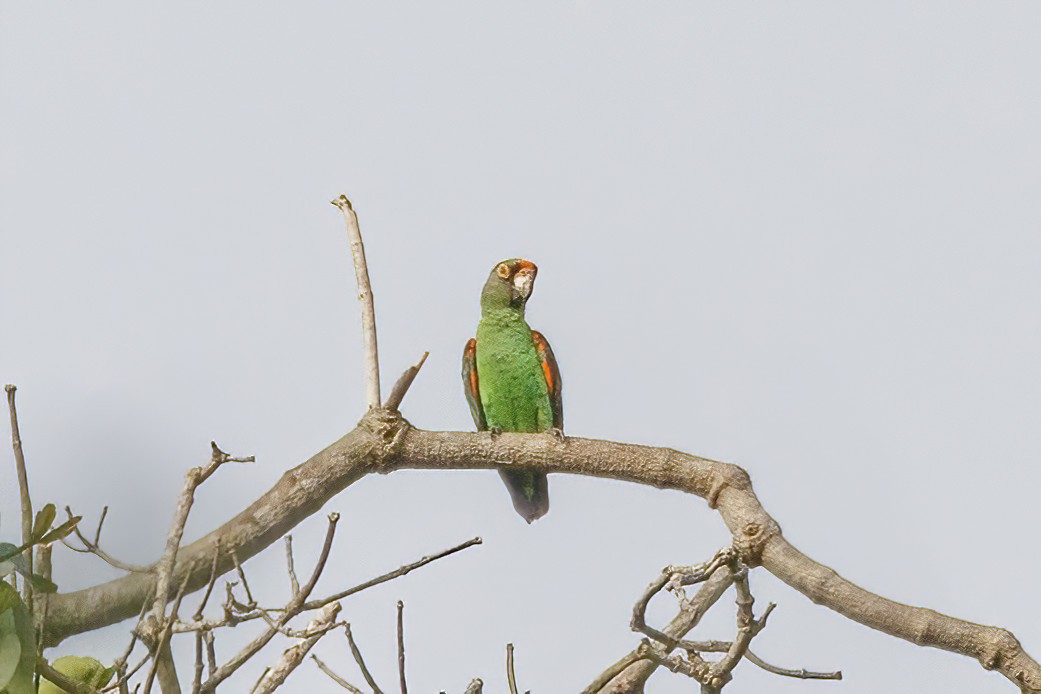 Red-fronted Parrot - ML620242850