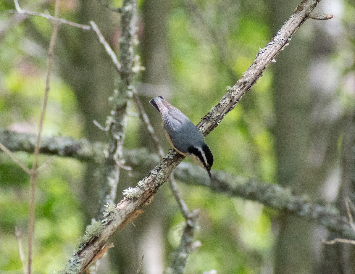 Red-breasted Nuthatch - ML620242853