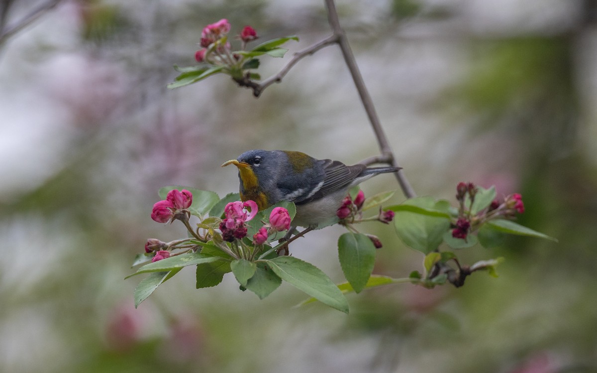 Northern Parula - ML620242856