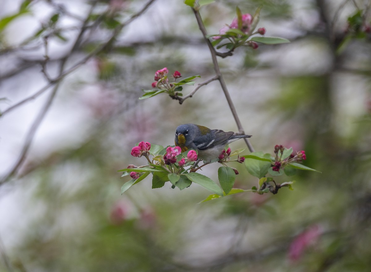 Northern Parula - ML620242859