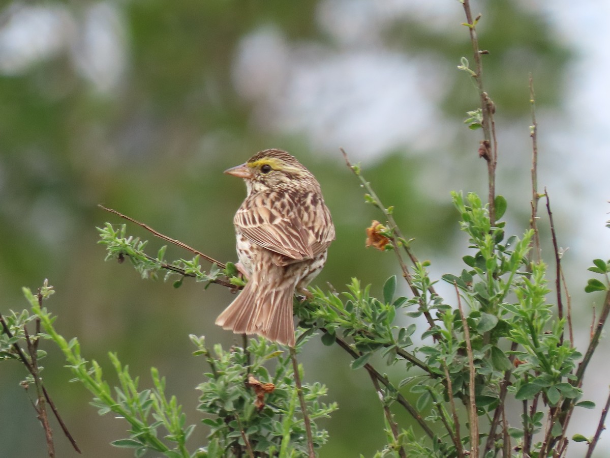 Savannah Sparrow - ML620242861