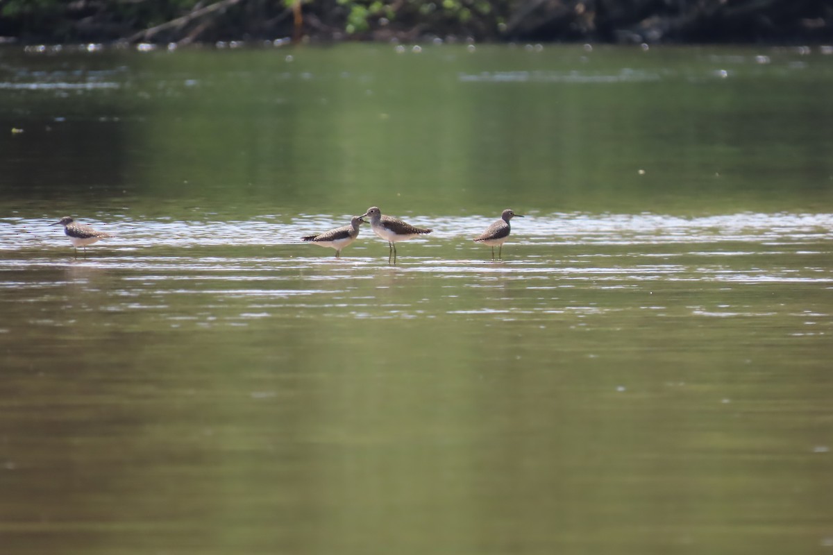 Solitary Sandpiper - ML620242878