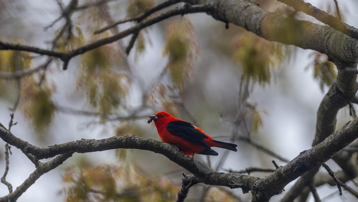 Scarlet Tanager - ML620242880