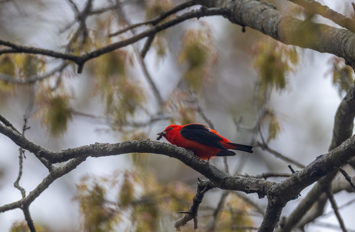 Scarlet Tanager - ML620242881