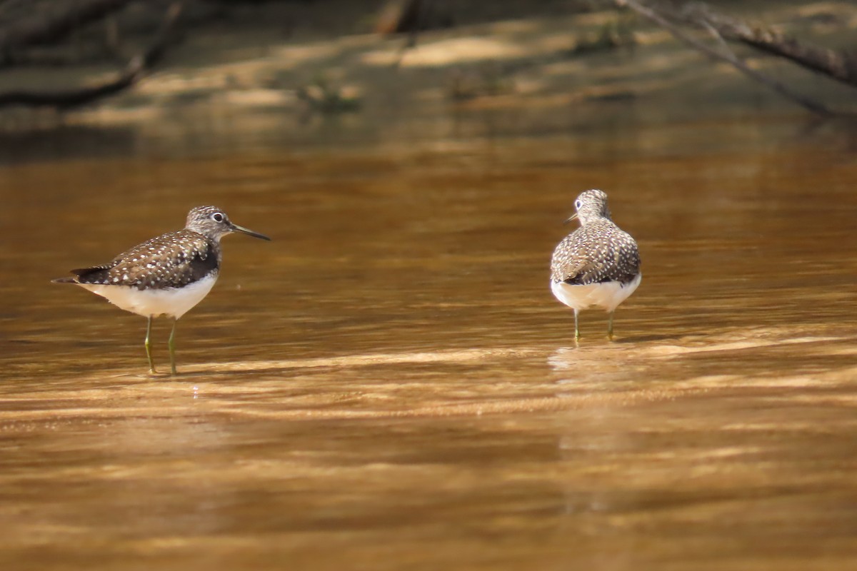 Solitary Sandpiper - ML620242882