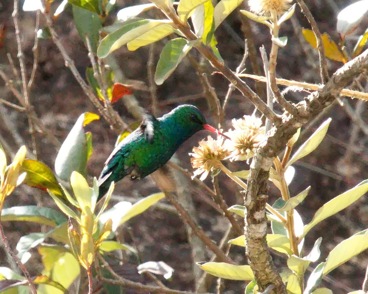 kolibřík lesklobřichý - ML620242888
