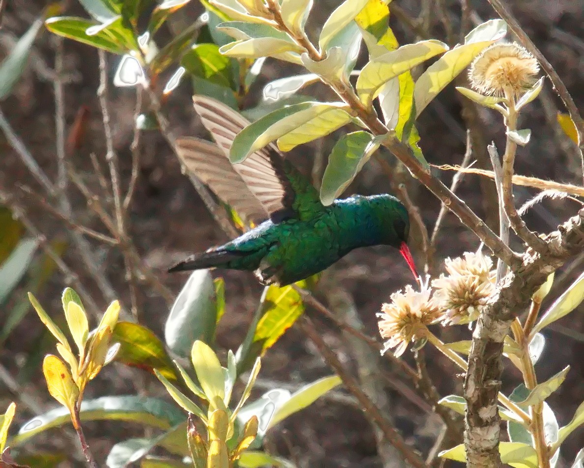kolibřík lesklobřichý - ML620242889