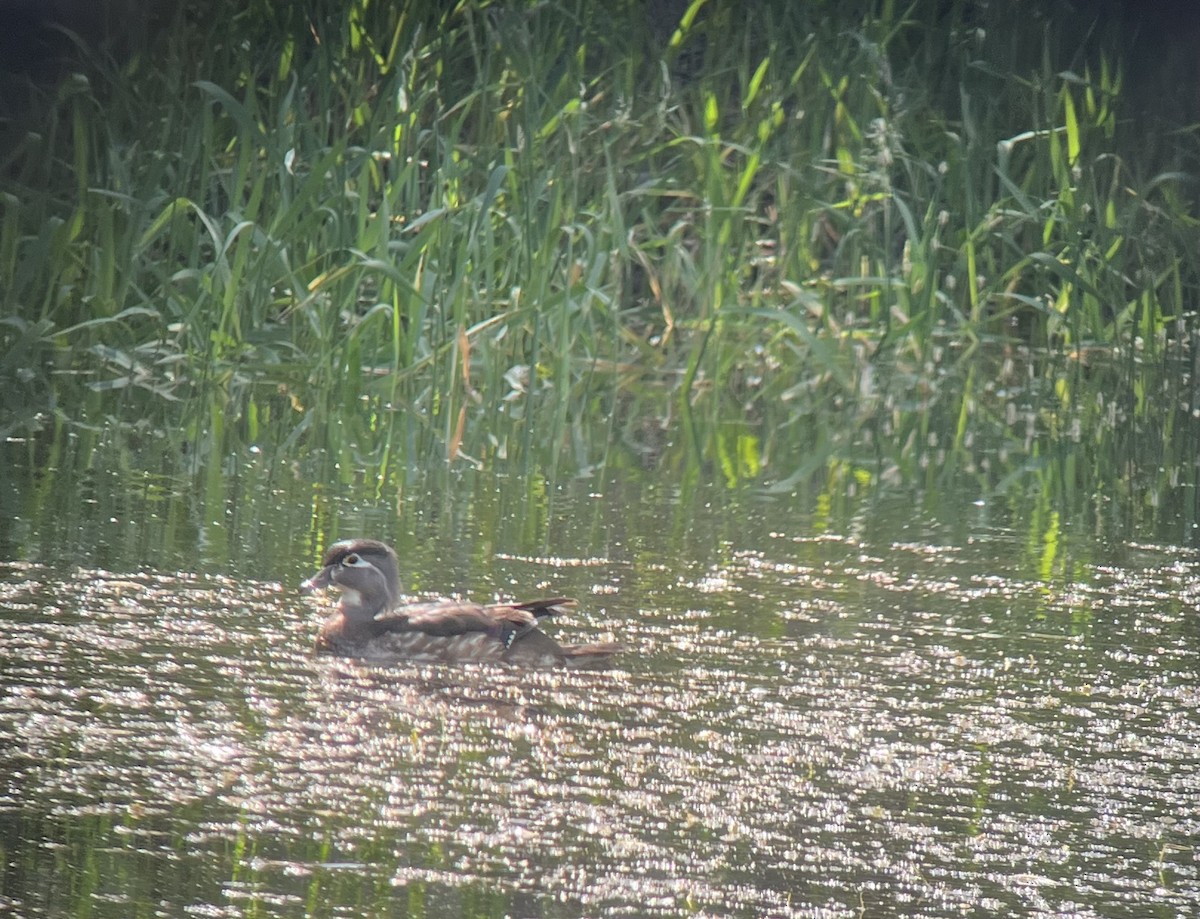 Wood Duck - ML620242891