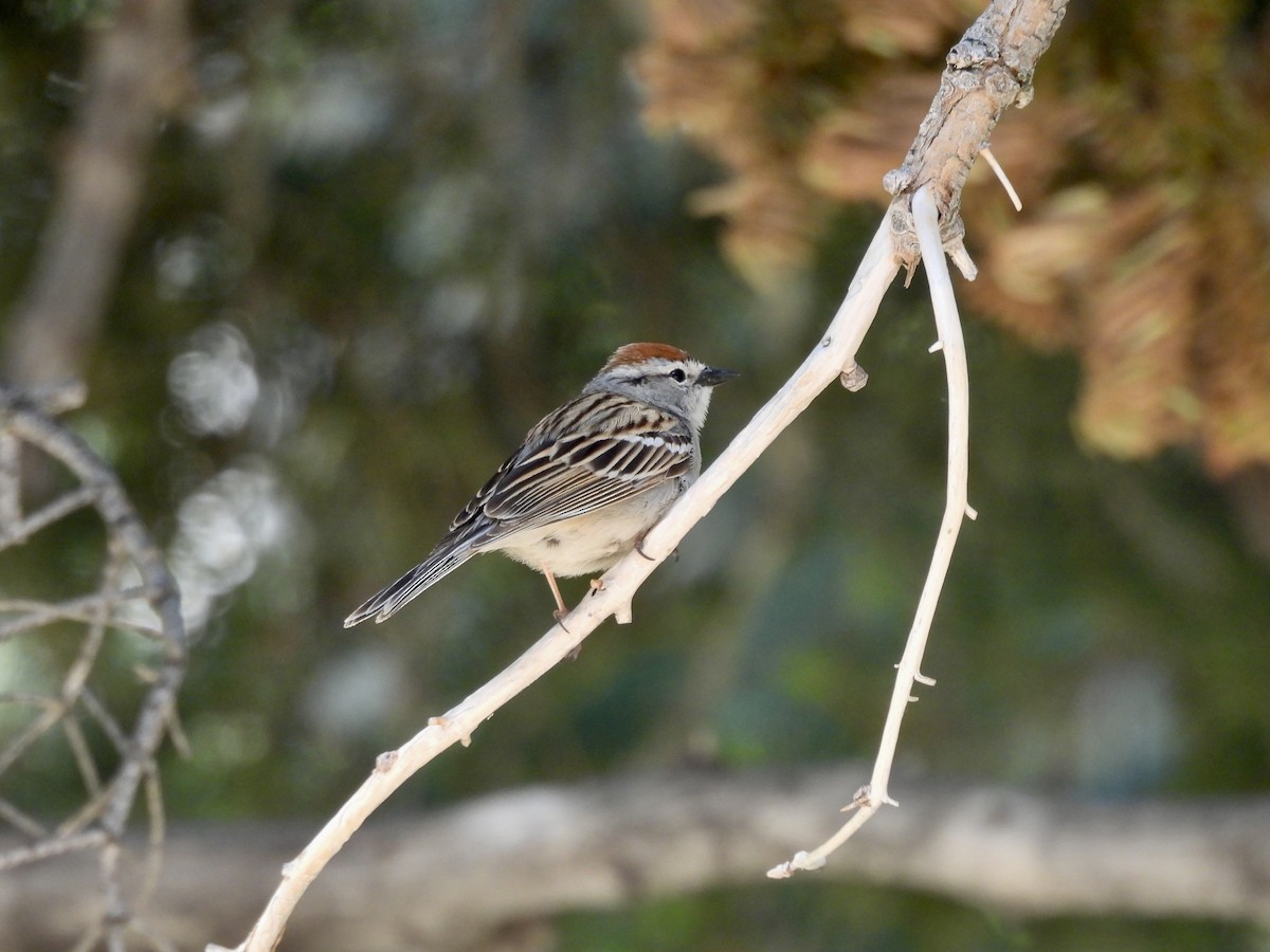 Chipping Sparrow - ML620242893