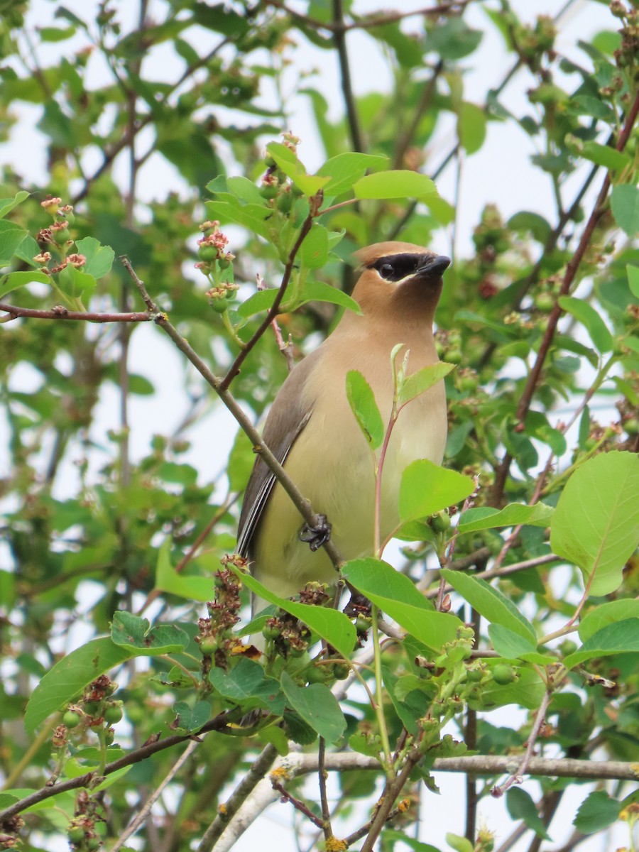 Cedar Waxwing - ML620242897