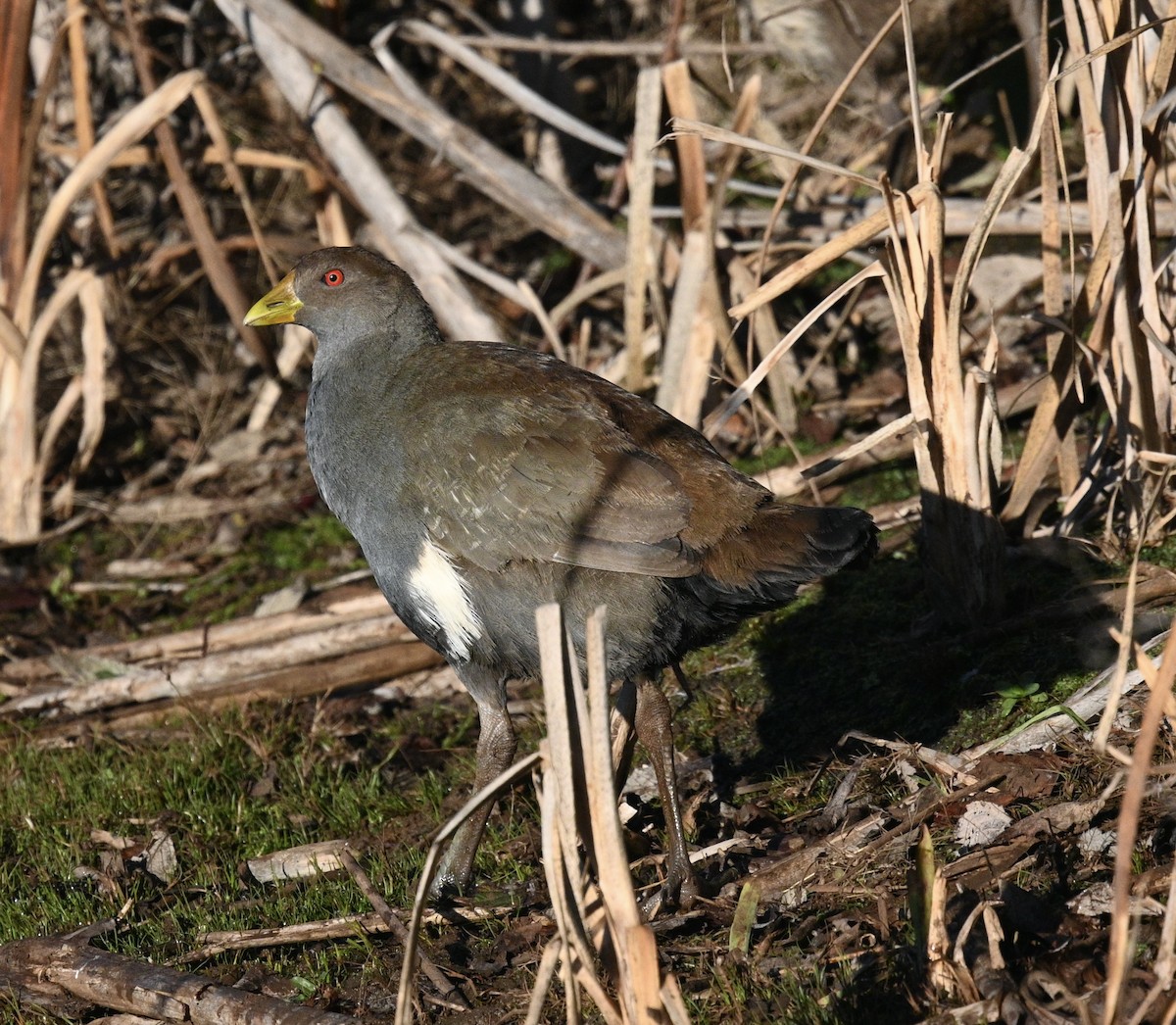 Grünfuß-Teichhuhn - ML620242900