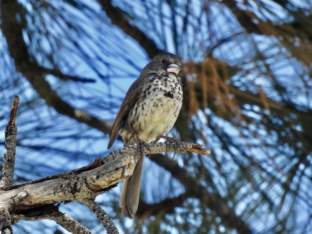 Fox Sparrow - ML620242902