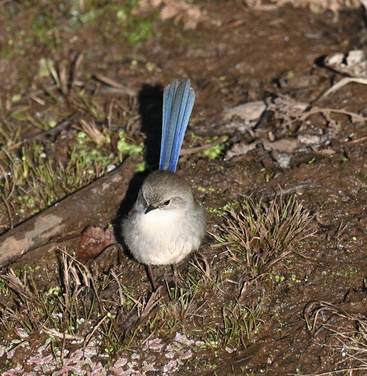 Superb Fairywren - ML620242913