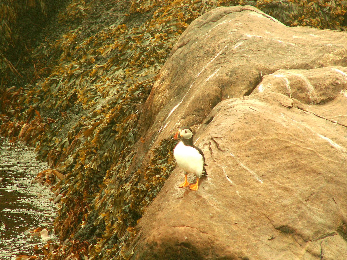 Atlantic Puffin - ML620242915