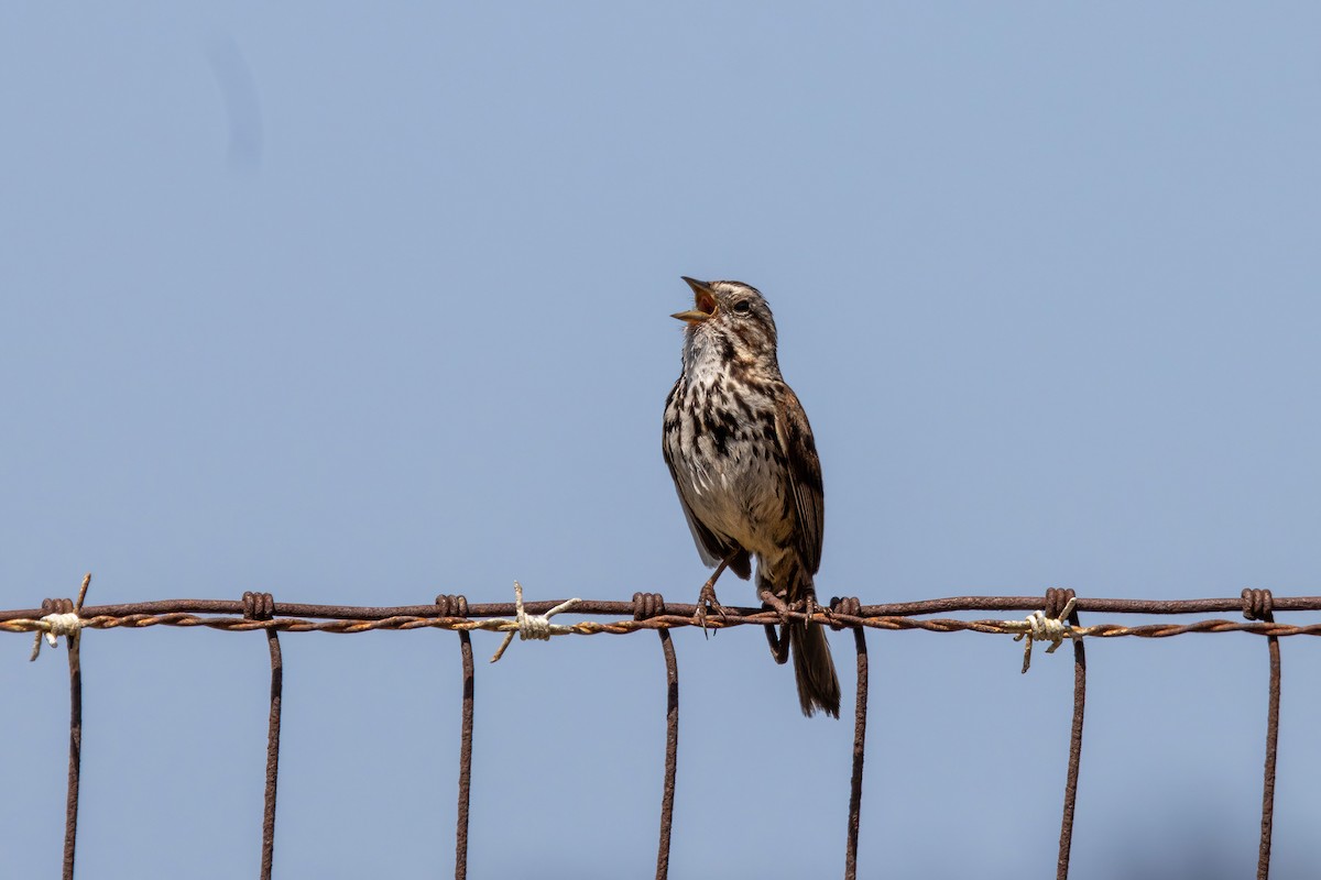 Song Sparrow - ML620242920