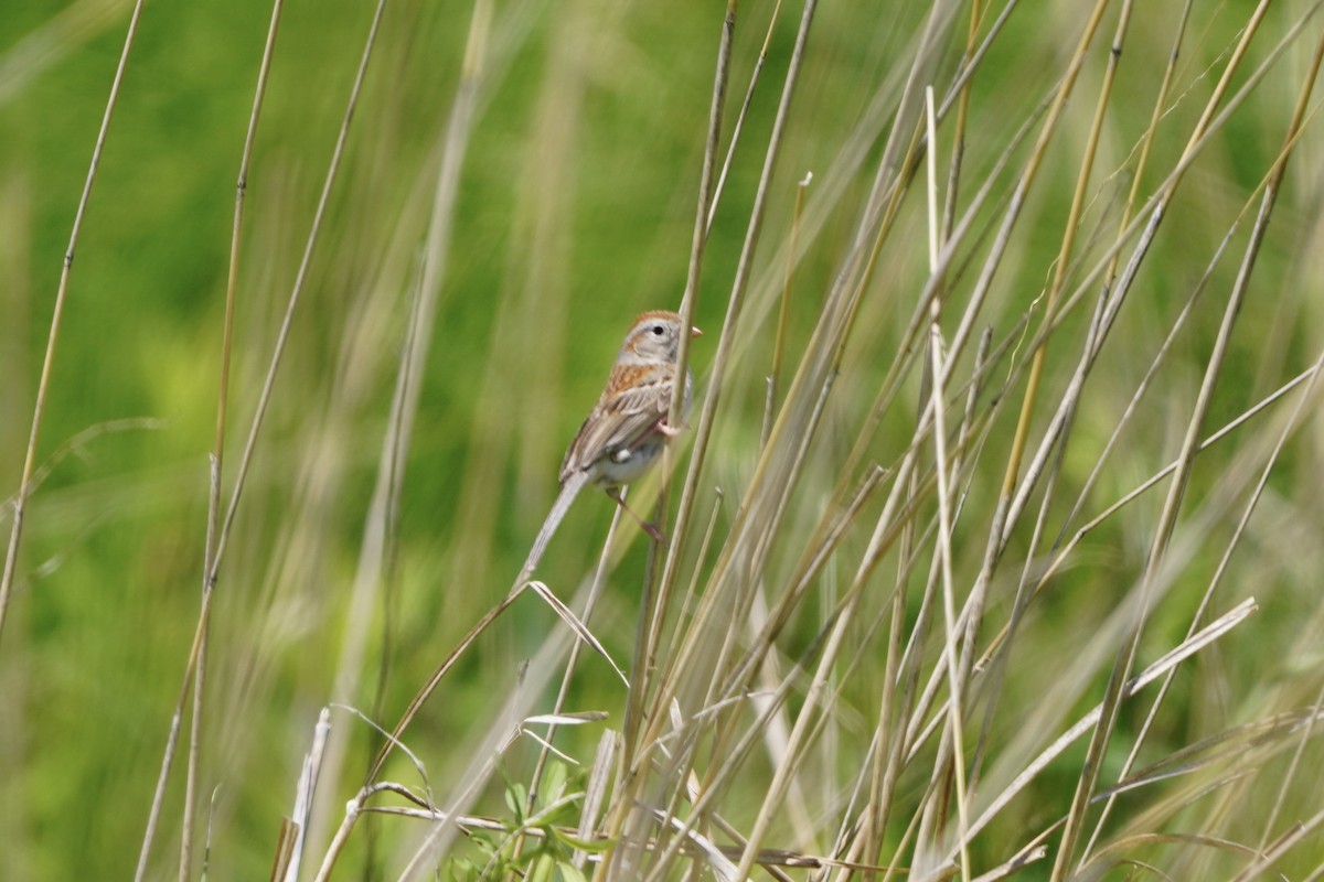 Field Sparrow - ML620242929