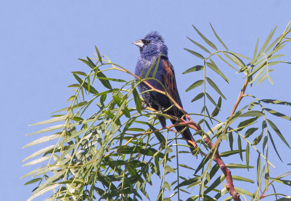 Blue Grosbeak - ML620242932