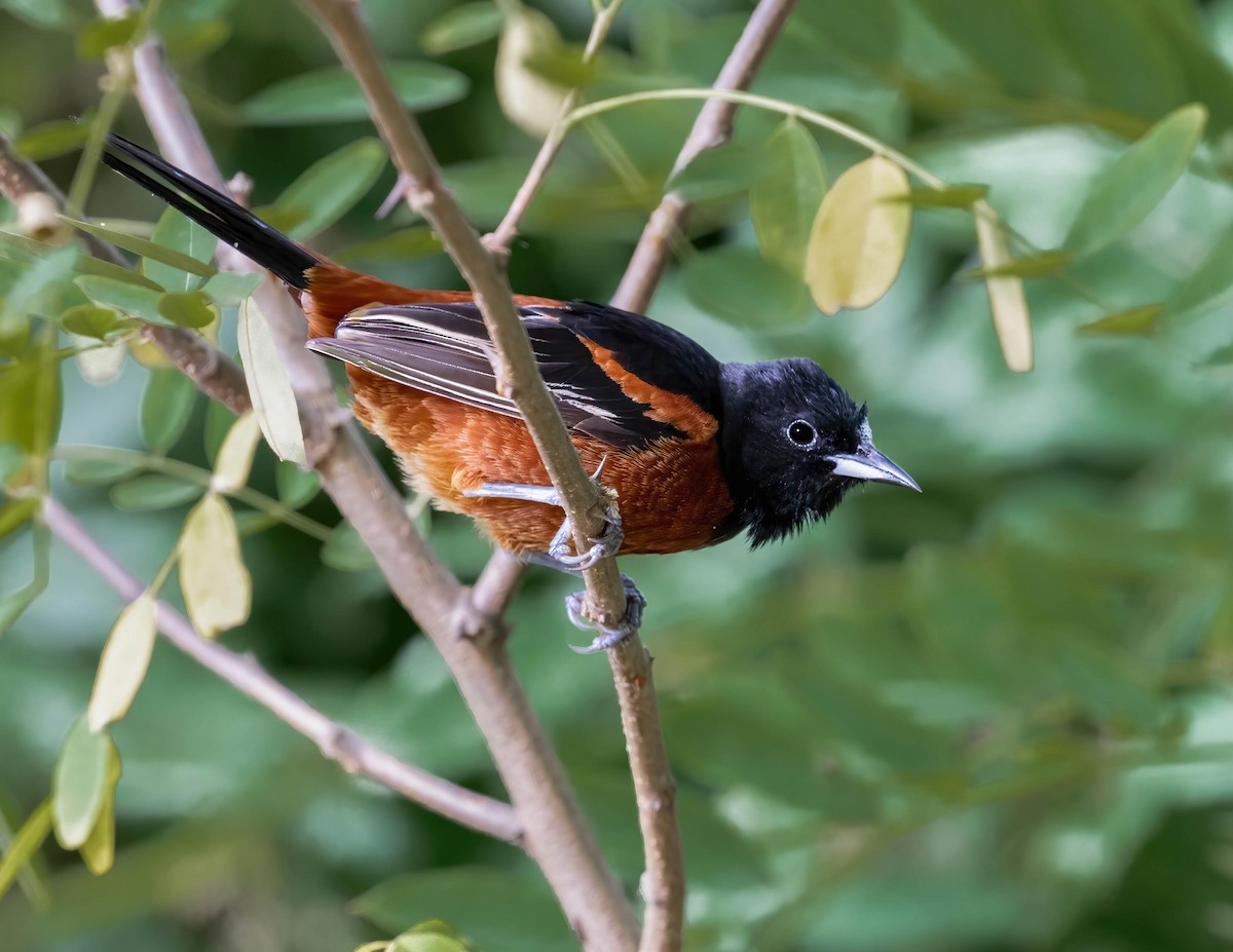 Orchard Oriole - ML620242940