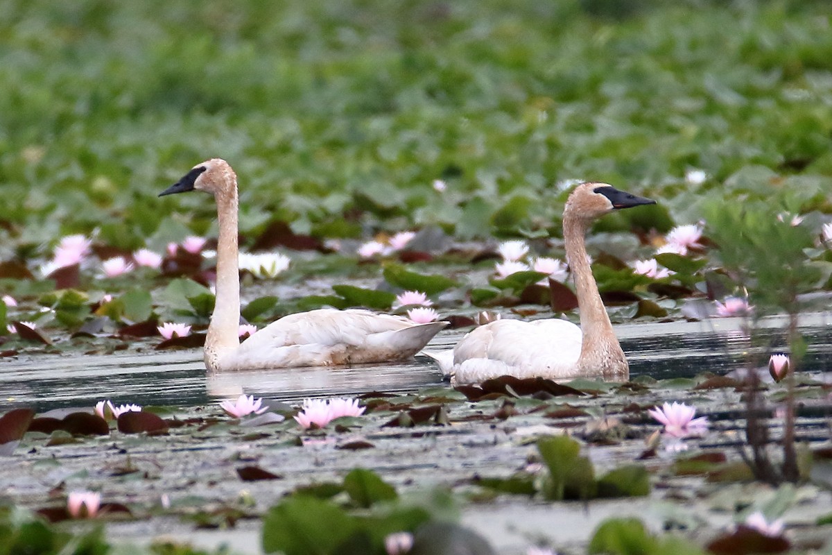 Trumpeter Swan - ML620242951