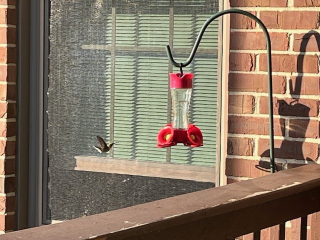 Ruby-throated Hummingbird - ML620242955