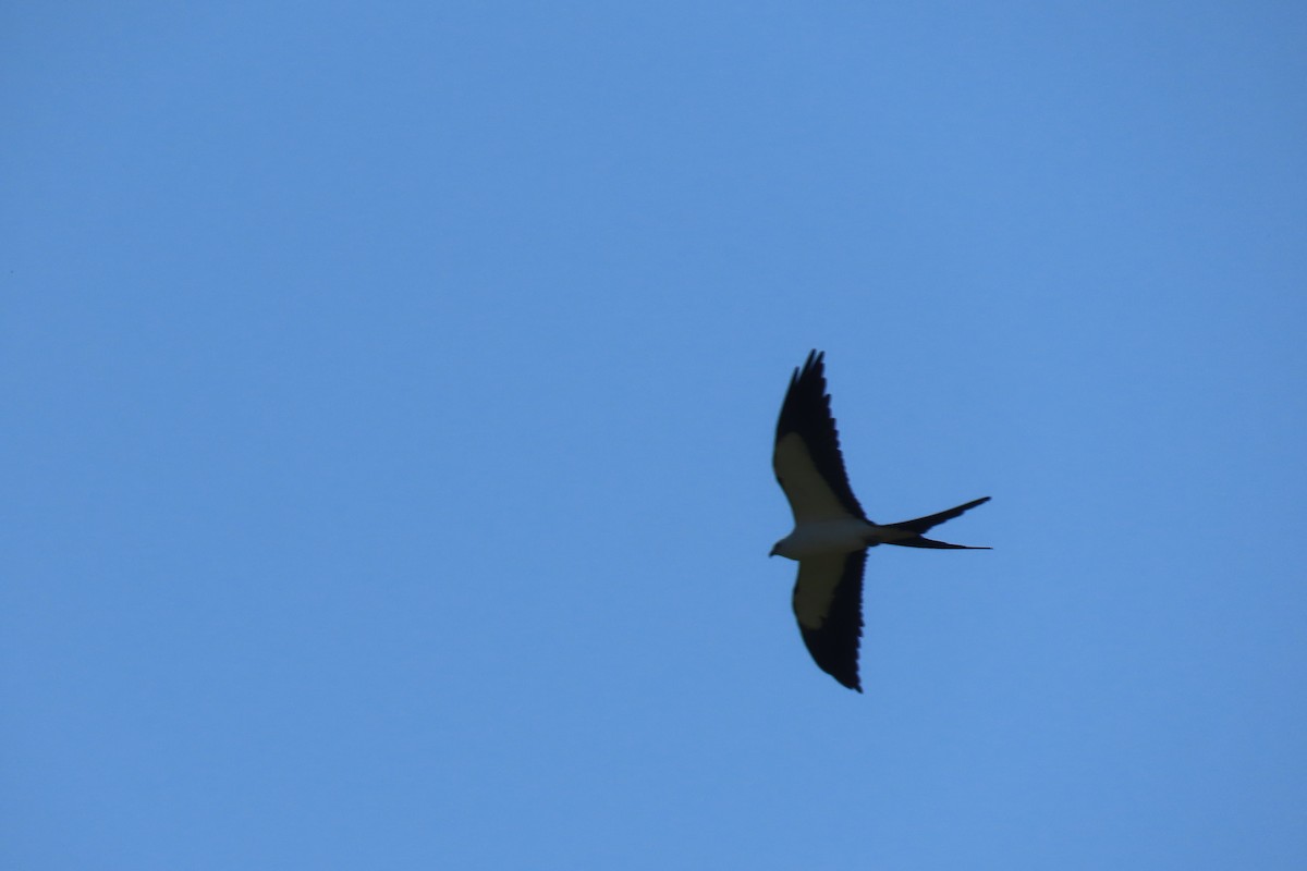 Swallow-tailed Kite - ML620242960