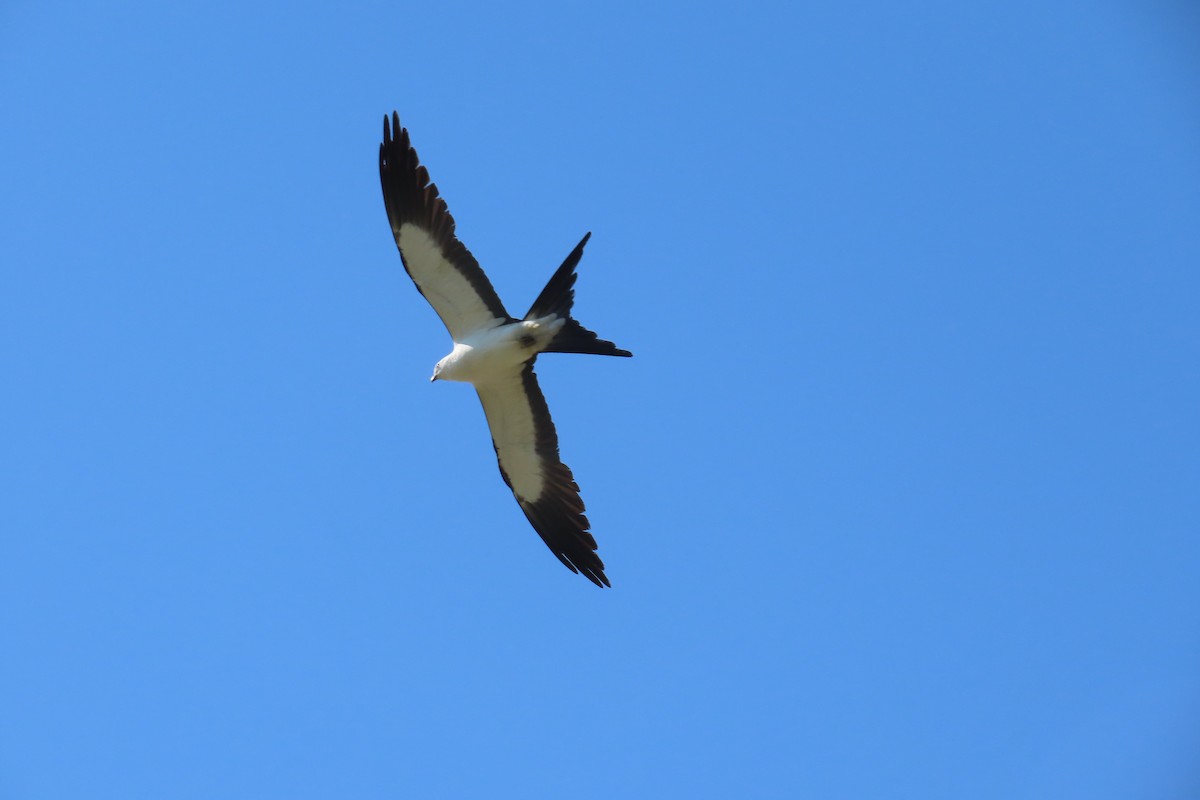 Swallow-tailed Kite - ML620242961