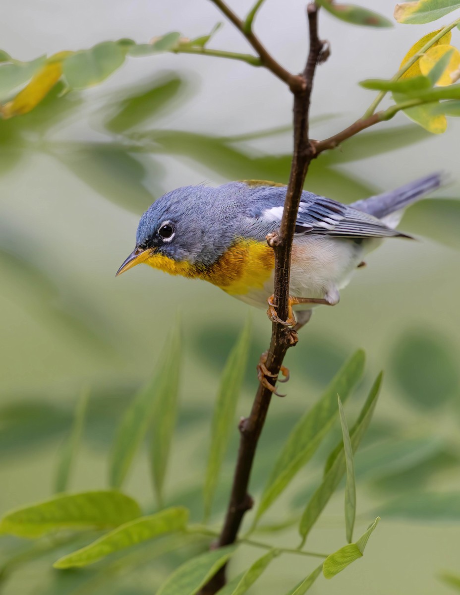 Northern Parula - ML620242962