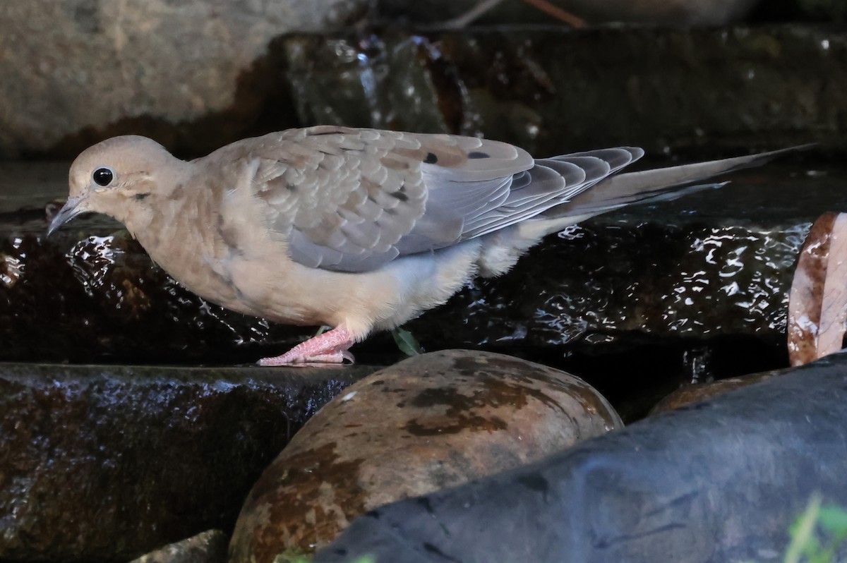 Mourning Dove - ML620242963