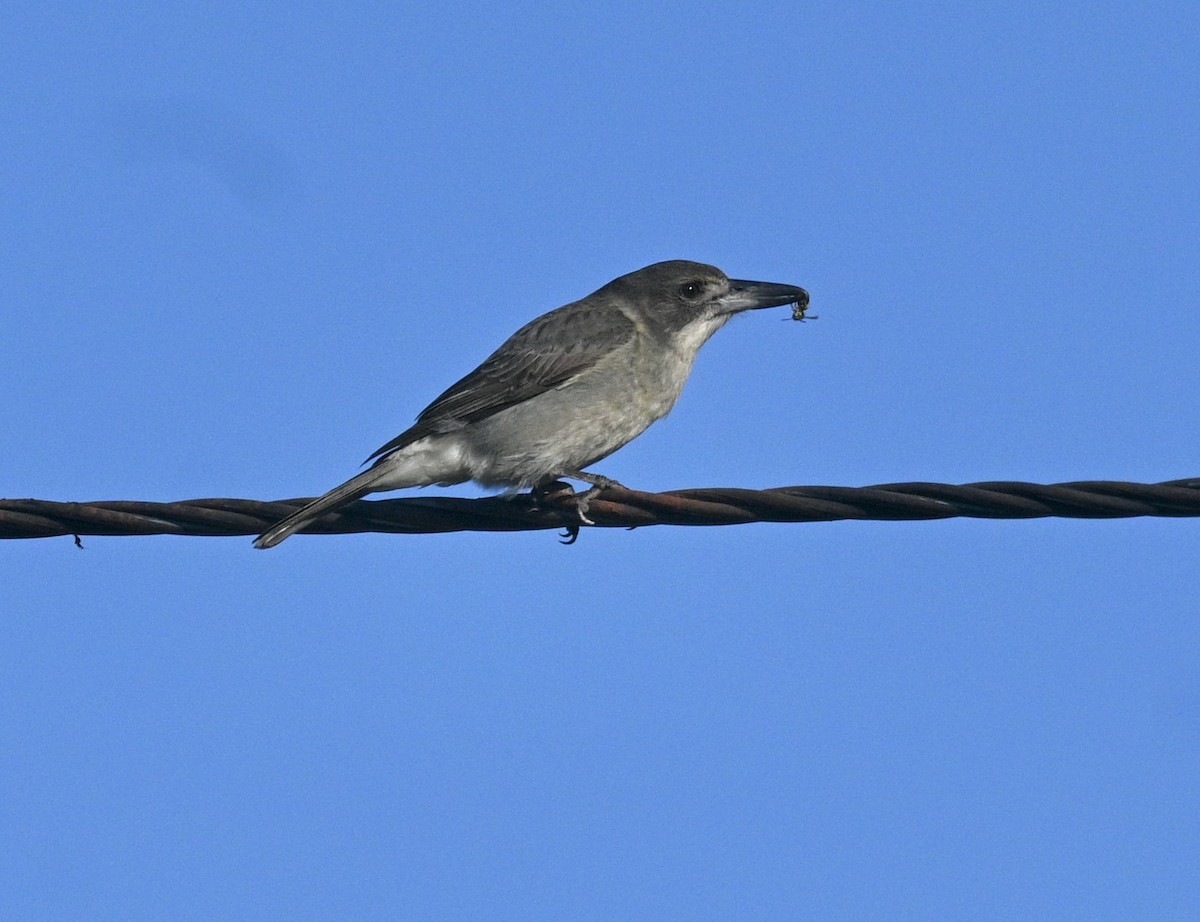 Gray Butcherbird - ML620242971
