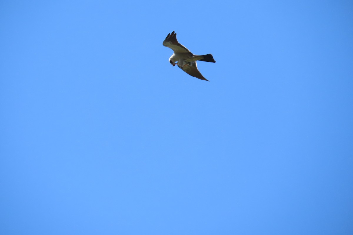 Mississippi Kite - ML620242974