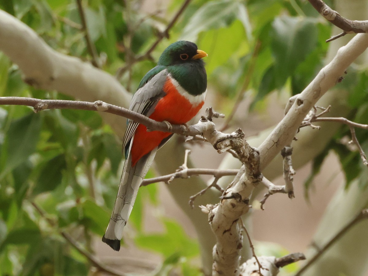 Elegant Trogon - ML620242979