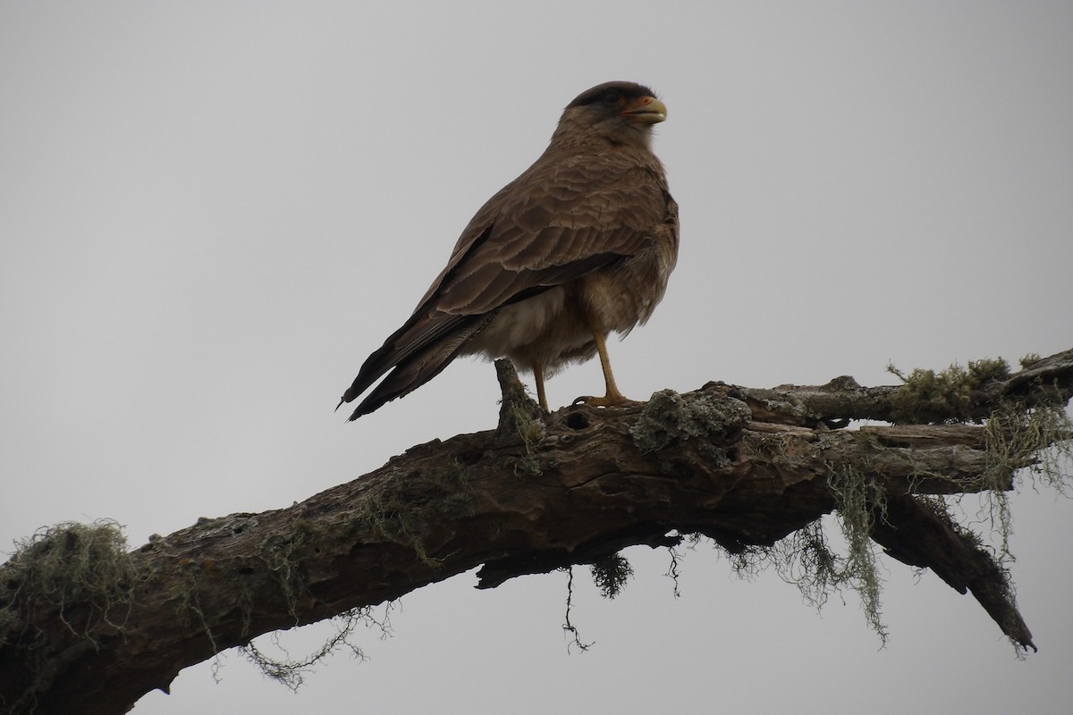 Chimango Caracara - Gustavo Iglesias