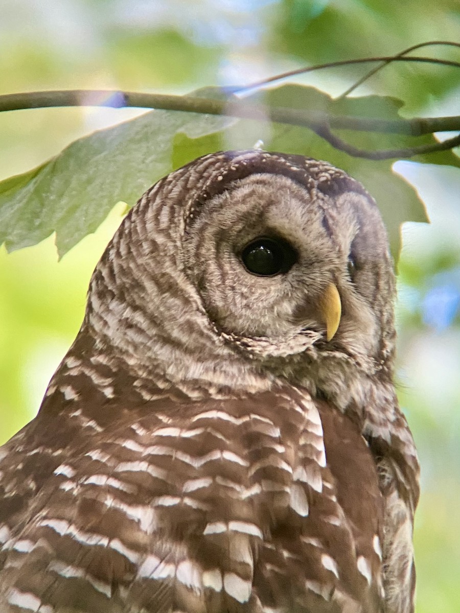 Barred Owl - ML620242982